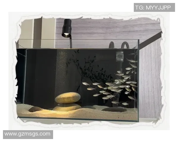 足球明星鱼缸背景纸打造独特家居氛围让你的空间充满活力与激情